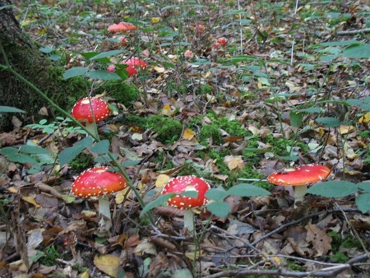 2008 10 Expo Bergerie Rambouillet 09